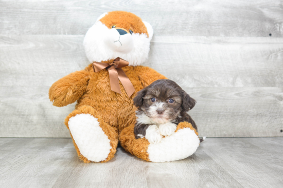 Fluffy Havanese Purebred Puppy