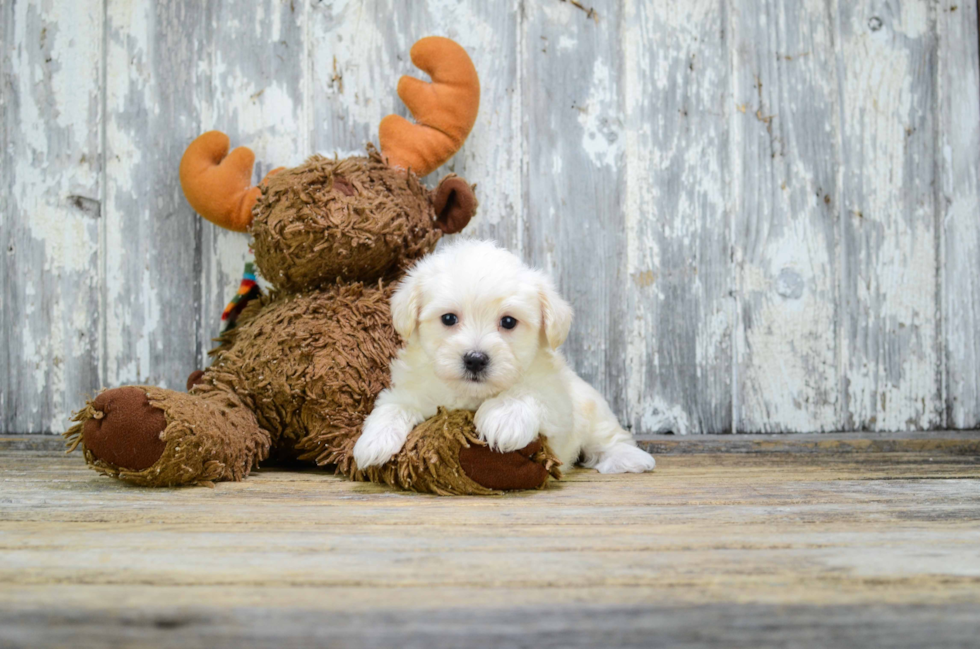 Fluffy Havanese Purebred Puppy