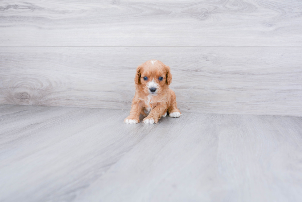 Cavapoo Puppy for Adoption