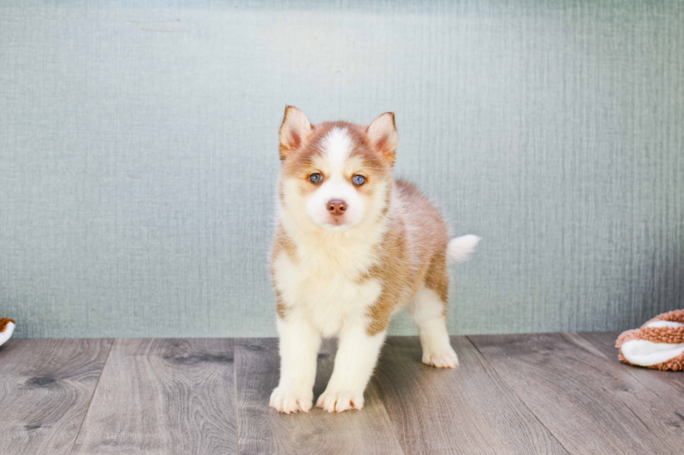 Best Pomsky Baby