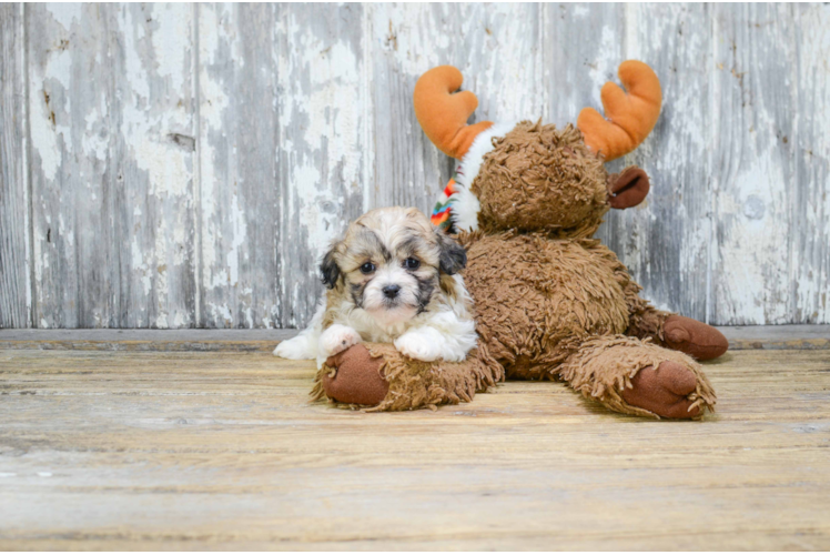 Teddy Bear Pup Being Cute