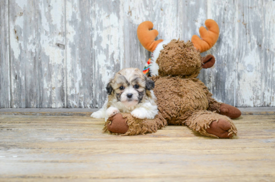 Teddy Bear Pup Being Cute