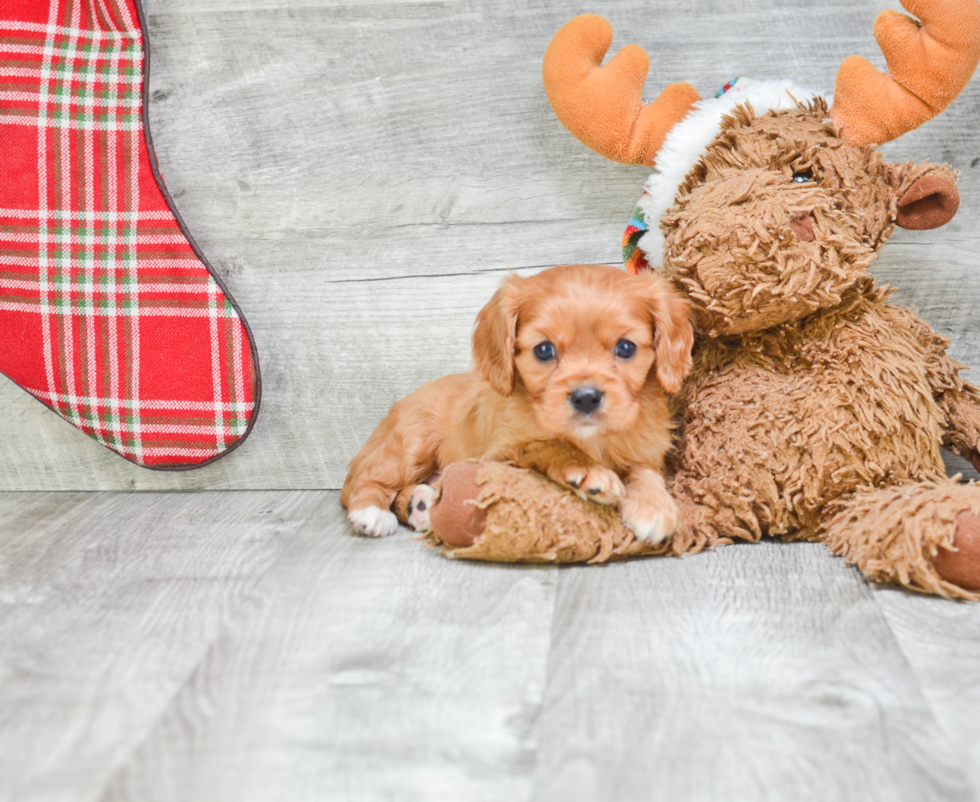 Playful Cavalier King Charles Spaniel Purebred Pup