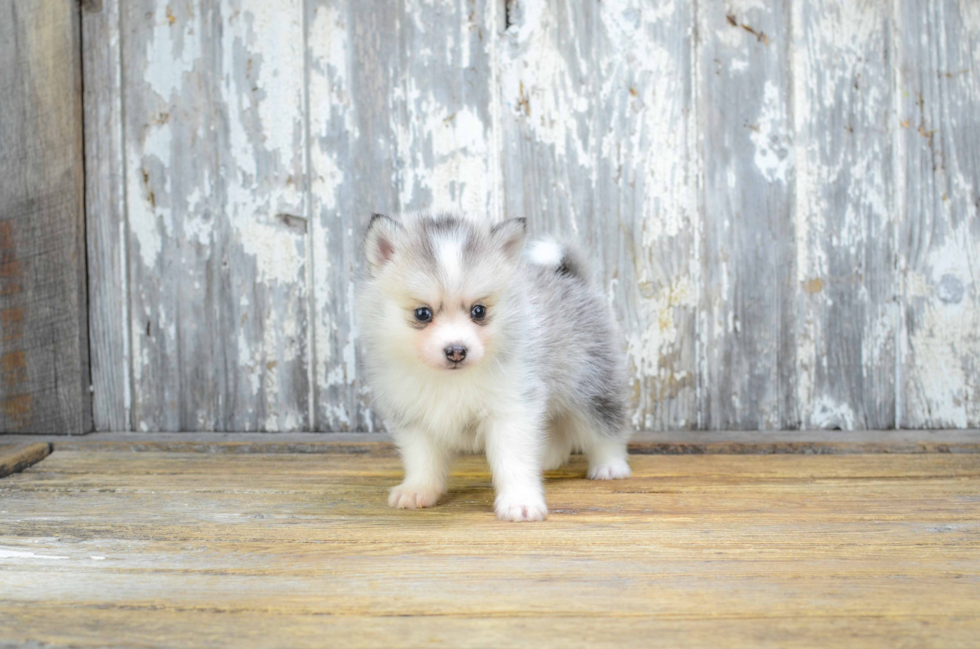 Pomsky Pup Being Cute