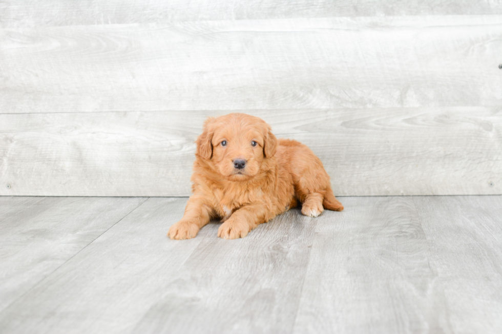 Best Mini Goldendoodle Baby