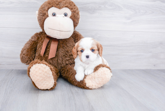 Little Cavalier King Charles Spaniel Purebred Pup