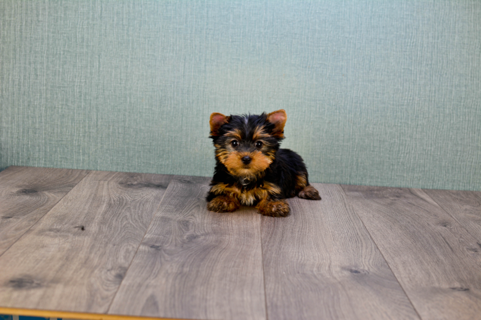 Meet Rebecca - our Yorkshire Terrier Puppy Photo 