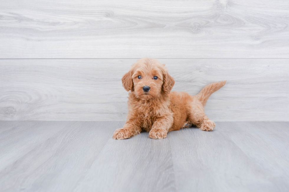 Best Mini Goldendoodle Baby