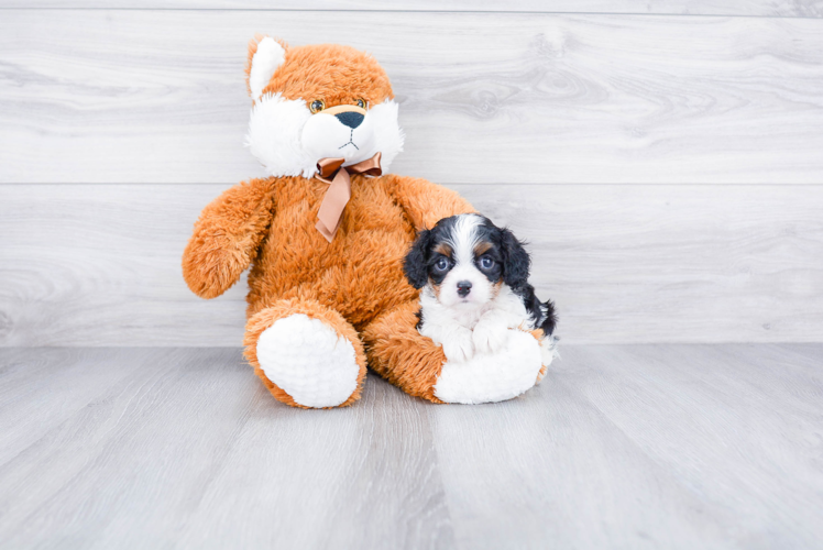 Playful Cavalier King Charles Spaniel Purebred Pup