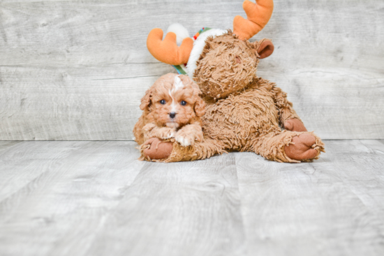 Best Cavapoo Baby