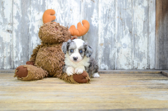 Playful Aussiepoo Poodle Mix Puppy