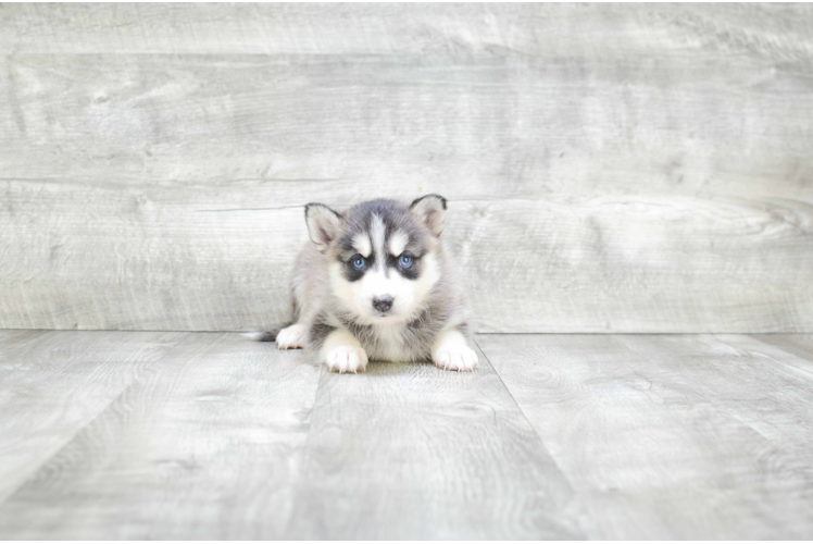 Pomsky Pup Being Cute