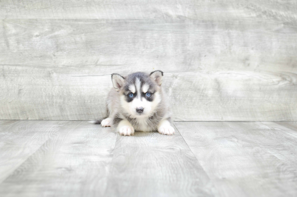 Pomsky Pup Being Cute