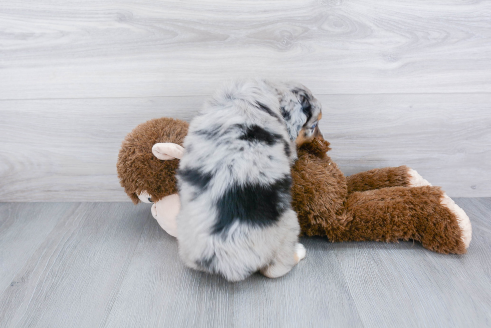 Mini Aussiedoodle Puppy for Adoption