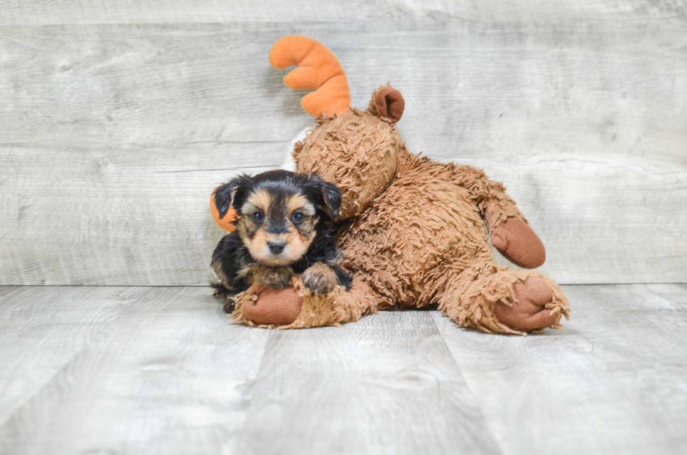 Yorkie Poo Puppy for Adoption