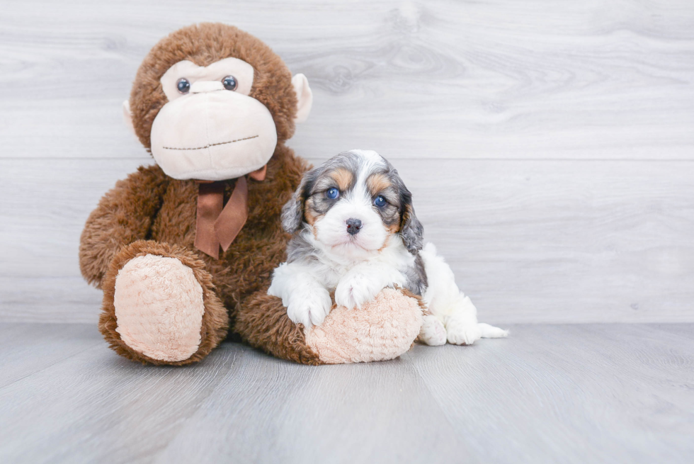 Cavapoo Puppy for Adoption