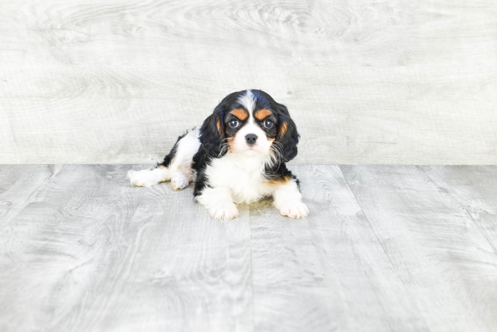 Best Cavalier King Charles Spaniel Baby