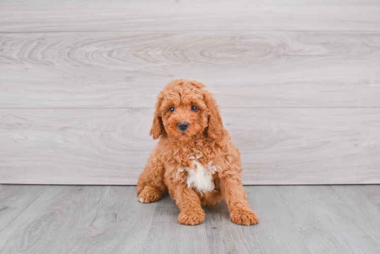 Cute Mini Goldendoodle Baby