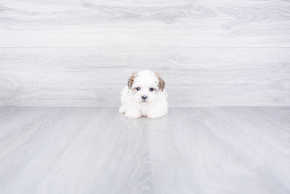 Fluffy Morkie Designer Pup