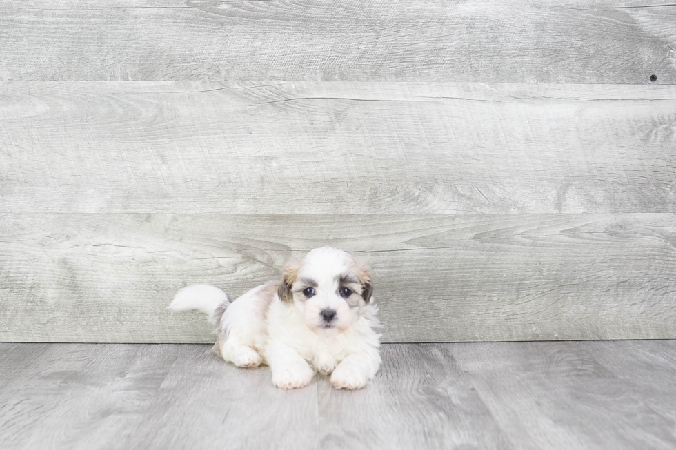 Teddy Bear Pup Being Cute