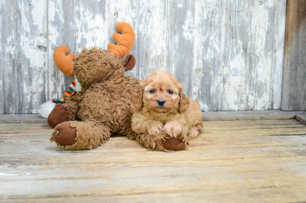 Energetic Cavoodle Poodle Mix Puppy