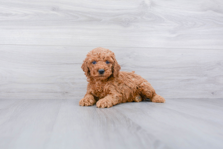 Cute Cockapoo Baby
