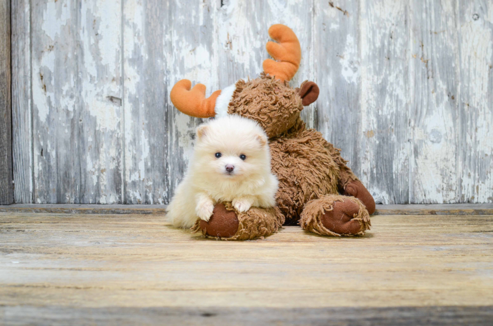 Small Pomeranian Purebred Pup