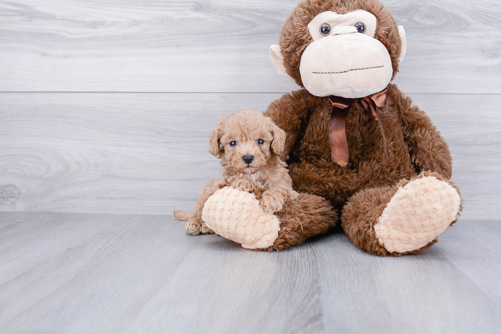 Maltipoo Pup Being Cute