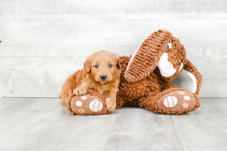 Mini Goldendoodle Pup Being Cute