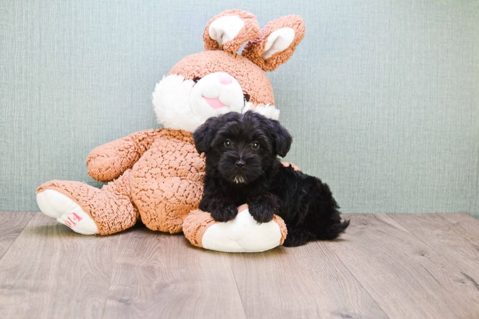 Energetic Yorkie Doodle Poodle Mix Puppy