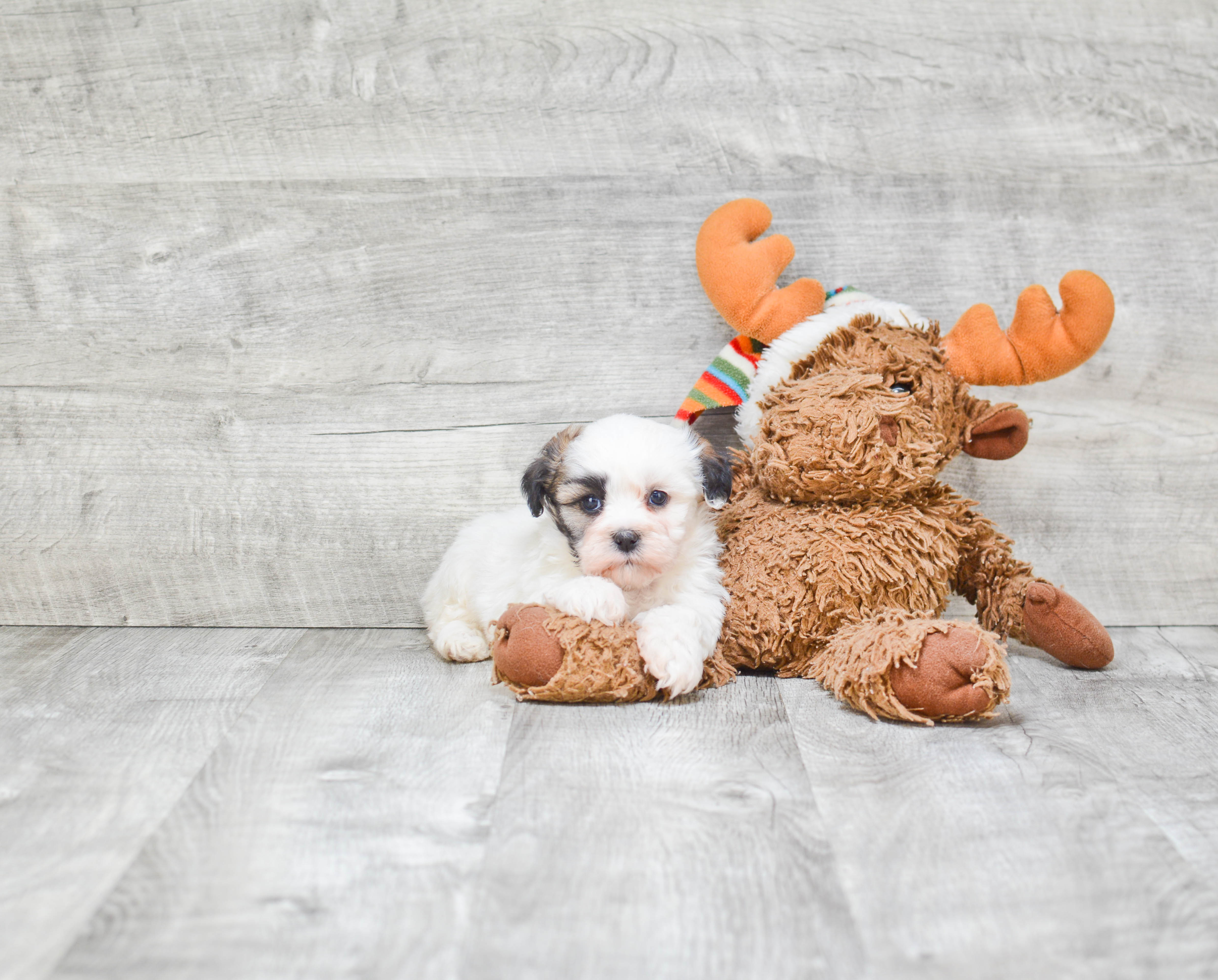Teddy Bear Pup Being Cute