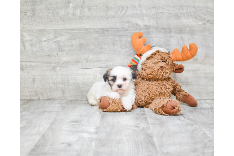 Teddy Bear Pup Being Cute