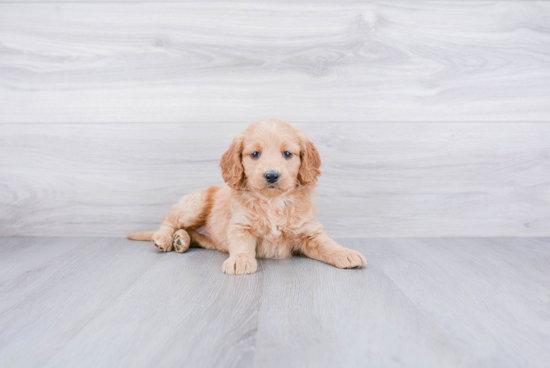 Petite Mini Goldendoodle Poodle Mix Pup