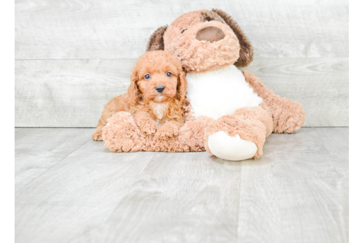 Happy Cockapoo Baby