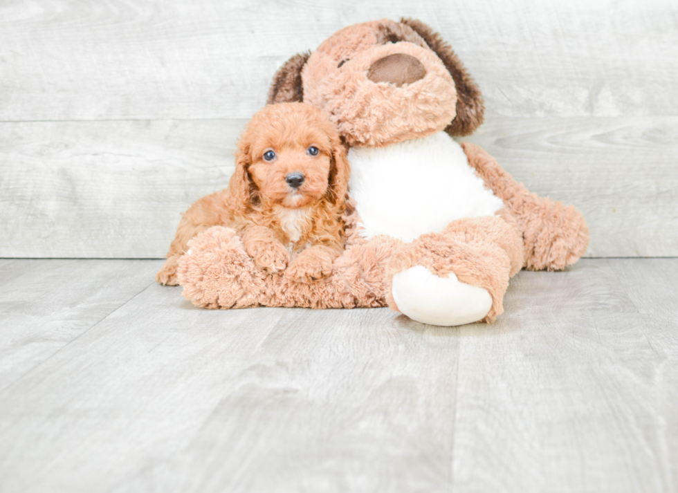 Happy Cockapoo Baby