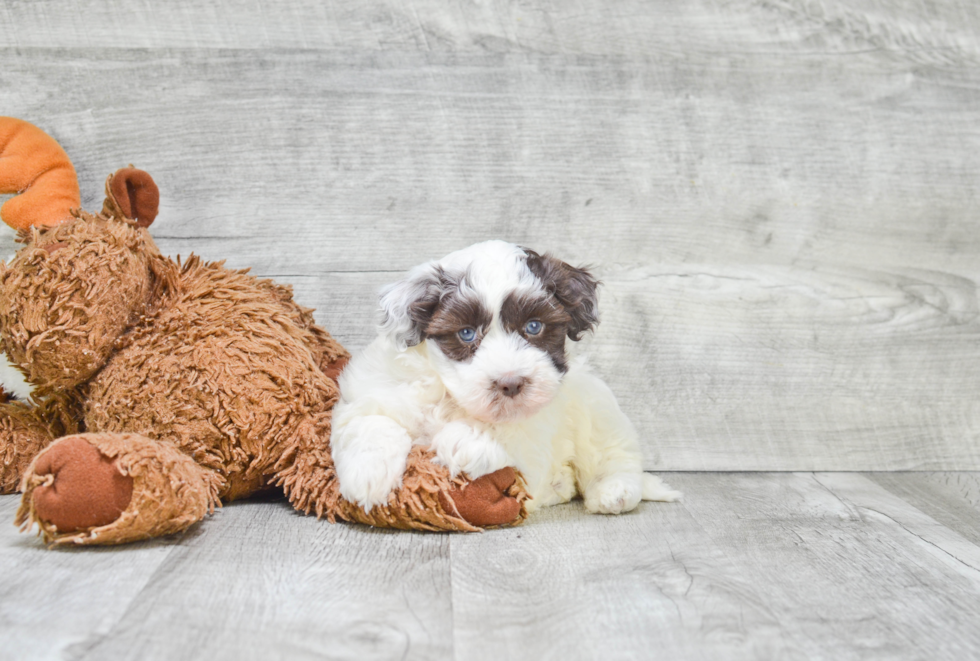 Best Havanese Baby