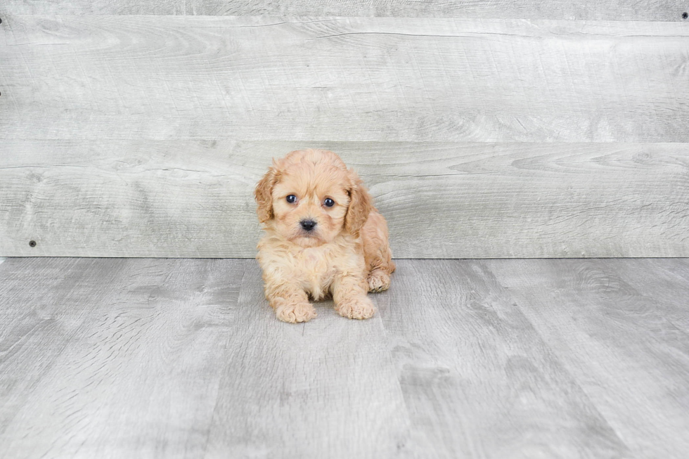 Cavachon Pup Being Cute