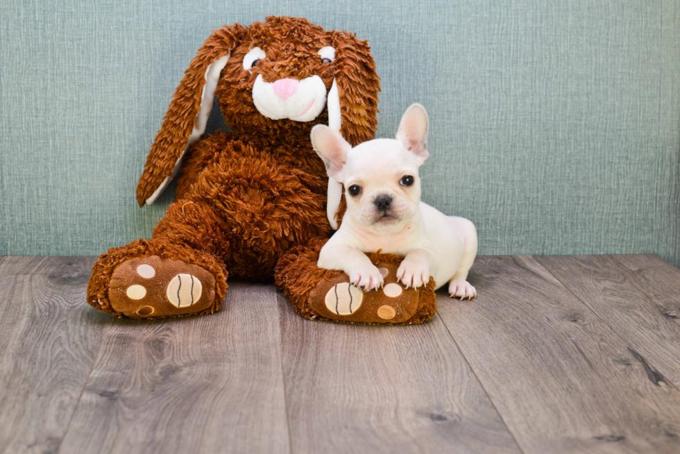 French Bulldog Puppy for Adoption