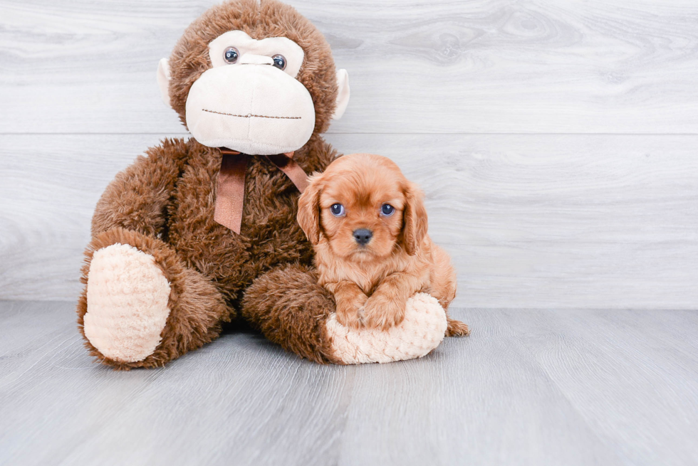 Cavalier King Charles Spaniel Pup Being Cute