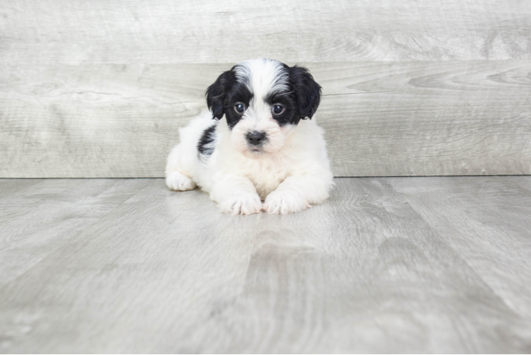 Teddy Bear Pup Being Cute