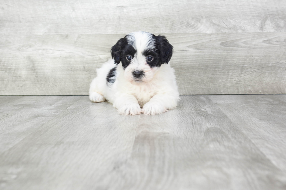 Teddy Bear Pup Being Cute