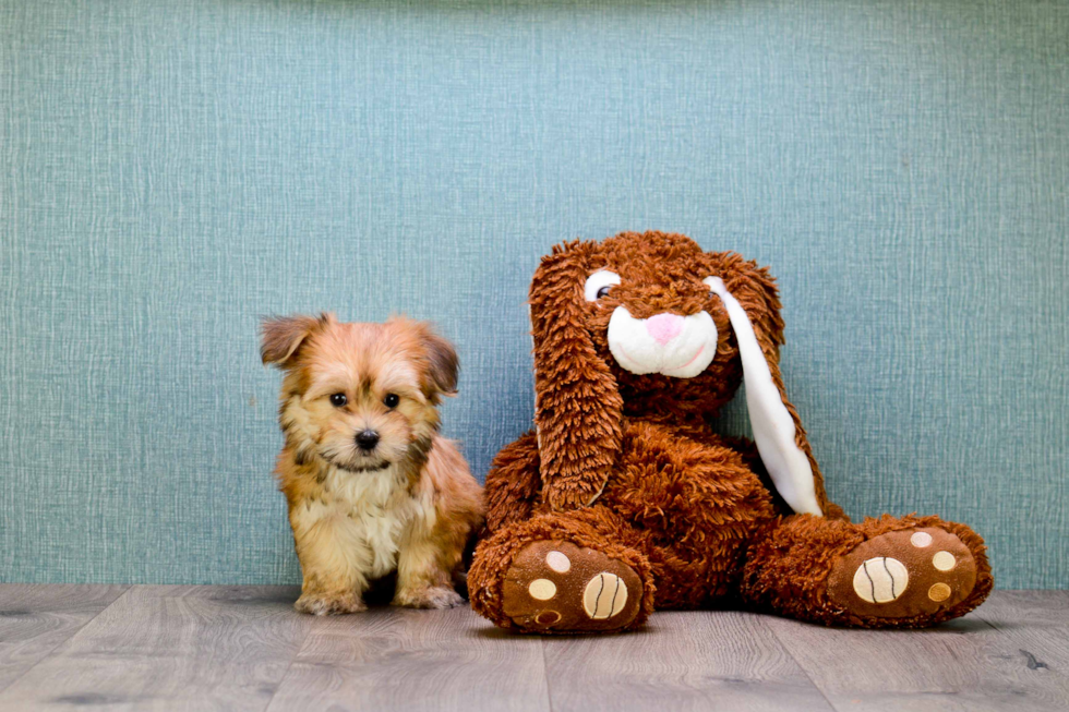 Popular Morkie Designer Pup