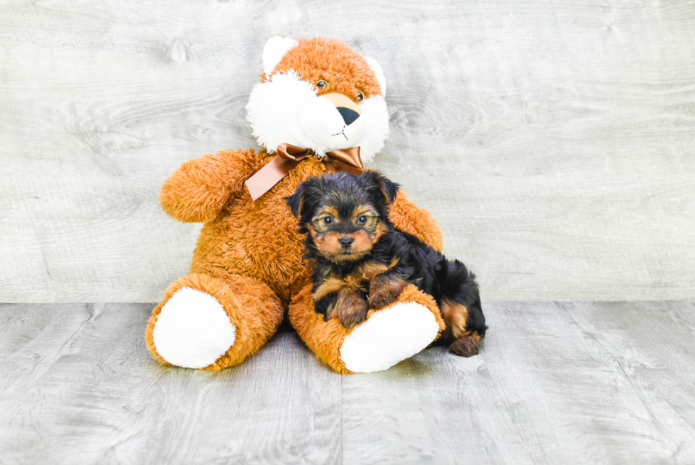 Meet Timmy - our Yorkshire Terrier Puppy Photo 