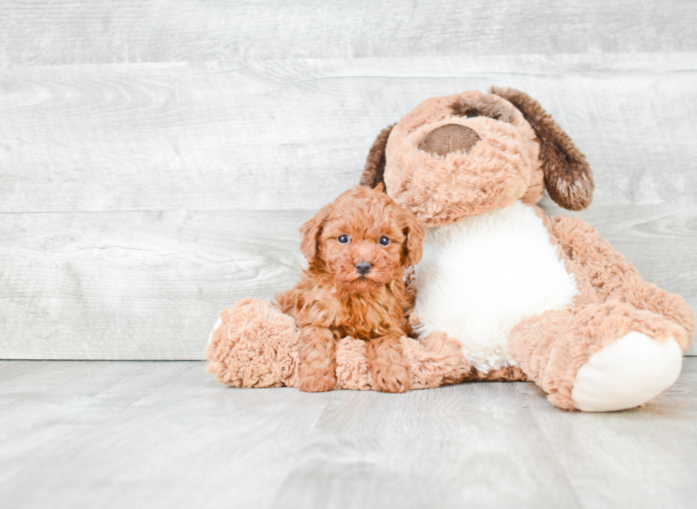 Poodle Pup Being Cute