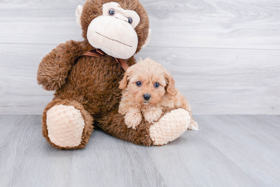 Cavapoo Pup Being Cute