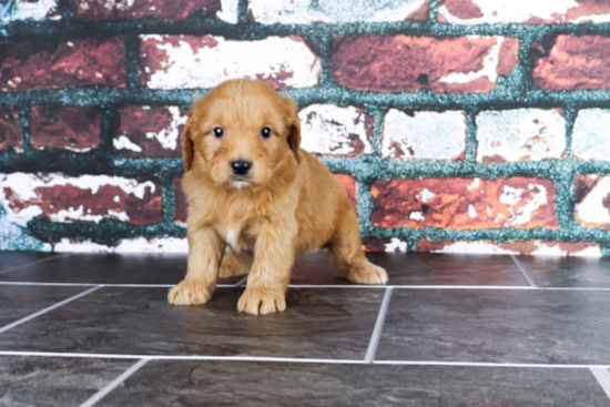 Mini Goldendoodle Pup Being Cute