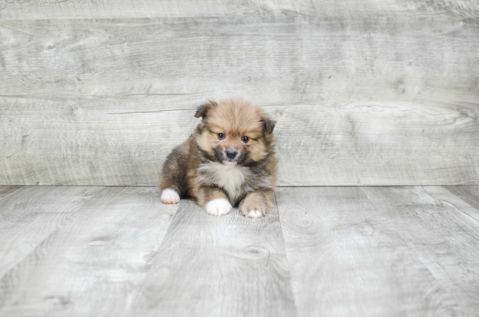 Cute Pomeranian Purebred Puppy