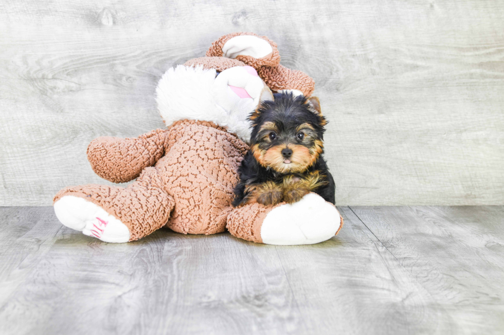 Meet Twinkle - our Yorkshire Terrier Puppy Photo 