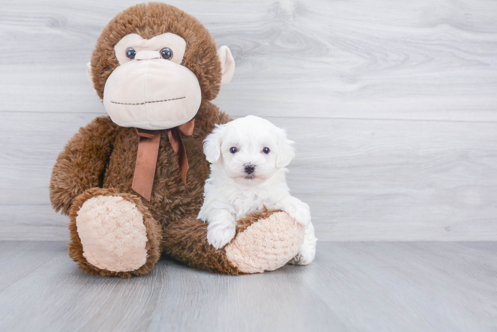 Friendly Maltipoo Baby