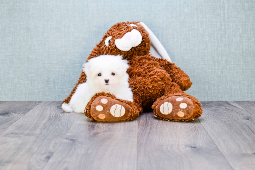 Funny Maltese Purebred Pup